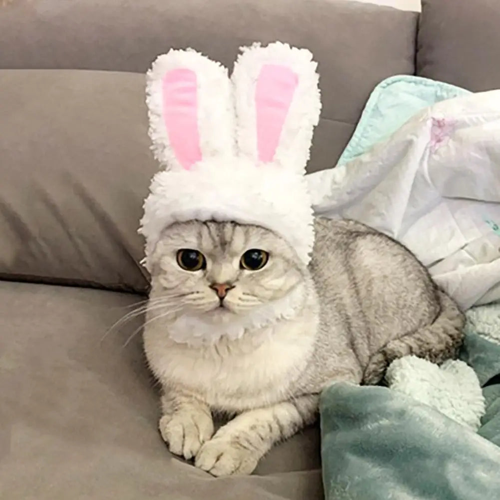 Cat Bunny Ears